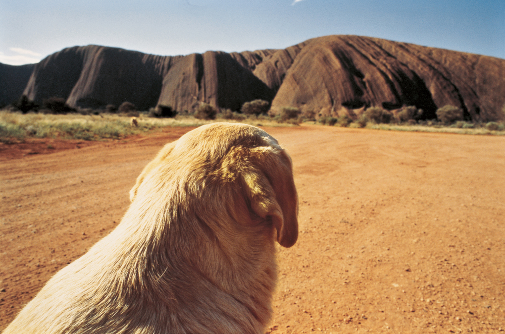 Wim Wenders: Wim Wenders, Dog on the Road to Ayers Rock #2, Uluru, 1977, C-print, 124 x 163.7 cm, © Wim Wenders / Courtesy Blain | Southern