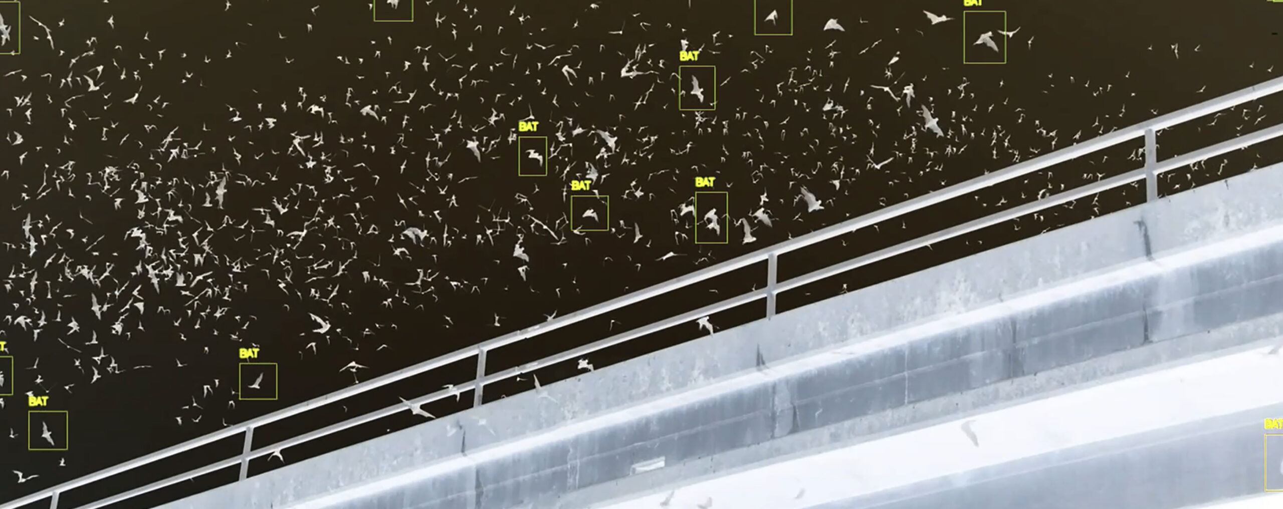 Von Fledermäusen lernen